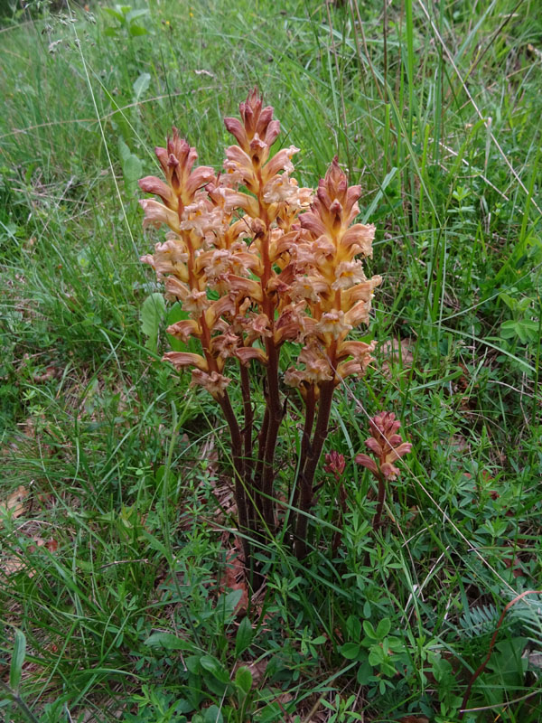 cfr. Orobanche lutea